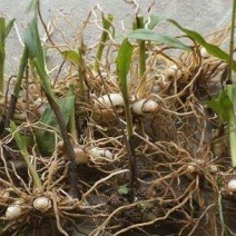三叉白芨种苗10cm以下