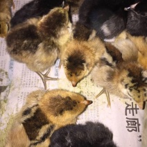 土鸡苗