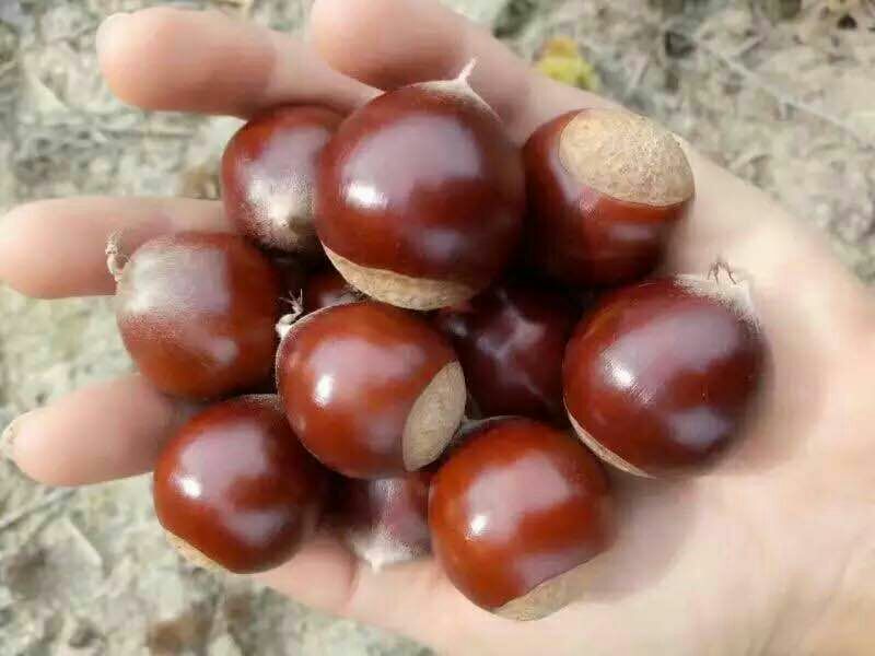 锥栗与板栗果实特写对比图