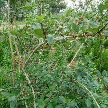 连翘苗20~30cm