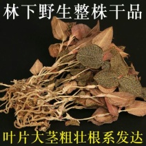金线莲干货金线莲茶整株批发零售各种规格中药材