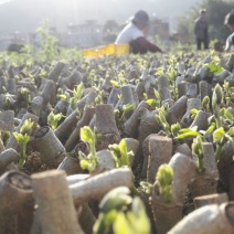 带芽无渣粉葛苗包邮正宗无渣粉葛带芽种苗葛根苗春播种子