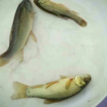 丁桂鱼10cm以下