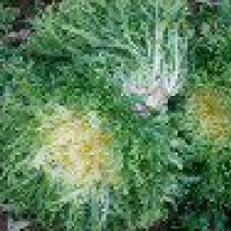 苦菊5~8cm