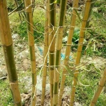 竹子1~2m