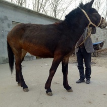 骡子200~300kg