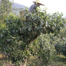 百年大树茶特级