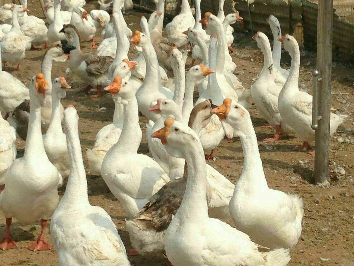 狮头鹅养殖场实景