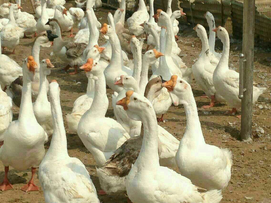 狮头鹅苗群体在阳光下活动的场景