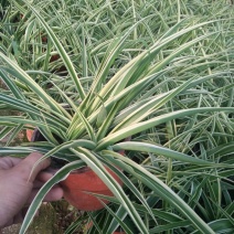 吊兰30~50cm