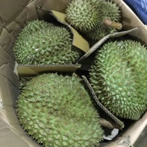 金枕头榴莲3~5斤