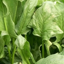 全能菠菜35~40厘米