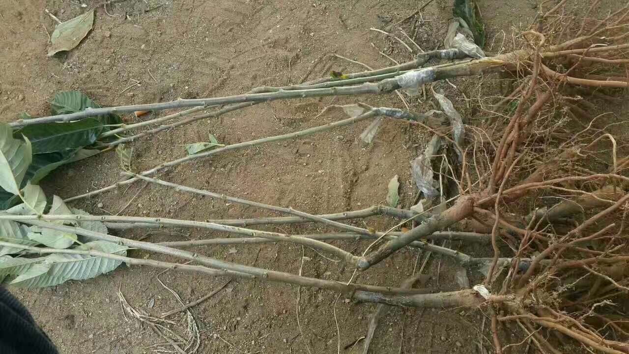 燕山早丰栗子苗