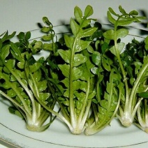 艾草种子95