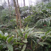 草果苗30~50cm