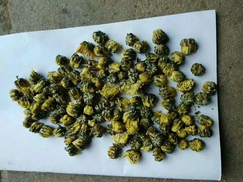 三组杭白菊样品对比展示:左侧为优质杭白菊(花瓣完整、颜色洁白),中间为劣质菊(发黄破碎),右侧为胎菊(小而紧实)。下方配有放大镜图标和标签说明,强调辨别要点 杭白菊产品对比图