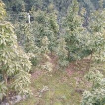 竹叶楠5m以上