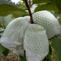 番石榴苗30~50cm