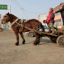 伊犁马400~500kg