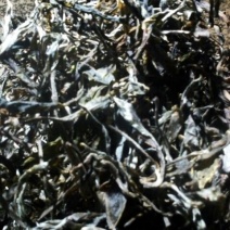 古树普洱茶二级