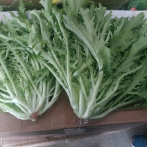 苦菊20~25cm