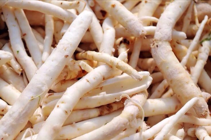 西沙参饮片与食疗应用场景对比图