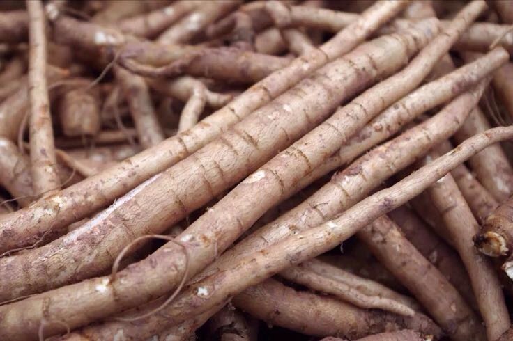 北沙参干货特写