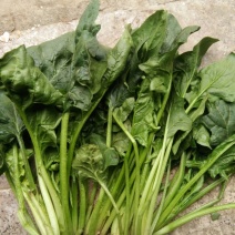 越冬菠菜30~35厘米