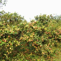 茶树油