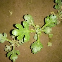 怀菊花散装