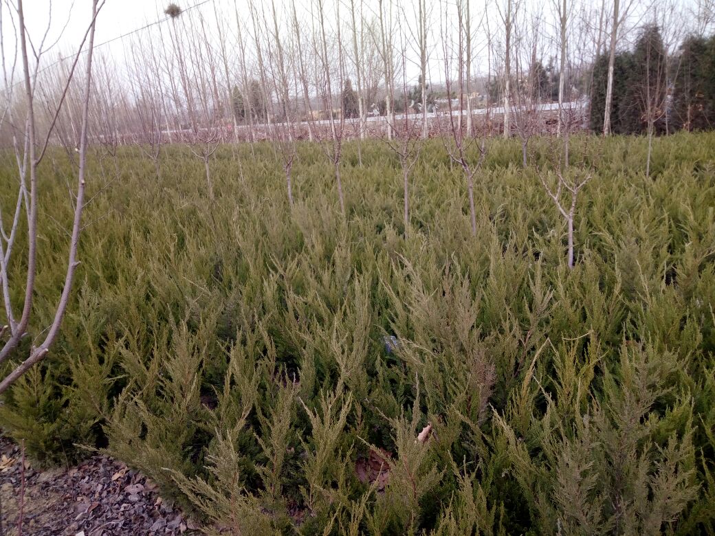 左侧为数株龙柏幼苗,种植在育苗盆中,高度约30厘米,枝叶紧凑;右侧为一株成熟的龙柏,高度超过2米,主干明显,枝条呈螺旋状向上延伸;背景为苗圃环境,地面覆盖黑色地膜,两侧有灌溉管道,展示从育苗到成株的成长过程 龙柏幼苗与成熟植株对比图