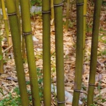 绿竹2~3m