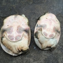 野生甲鱼