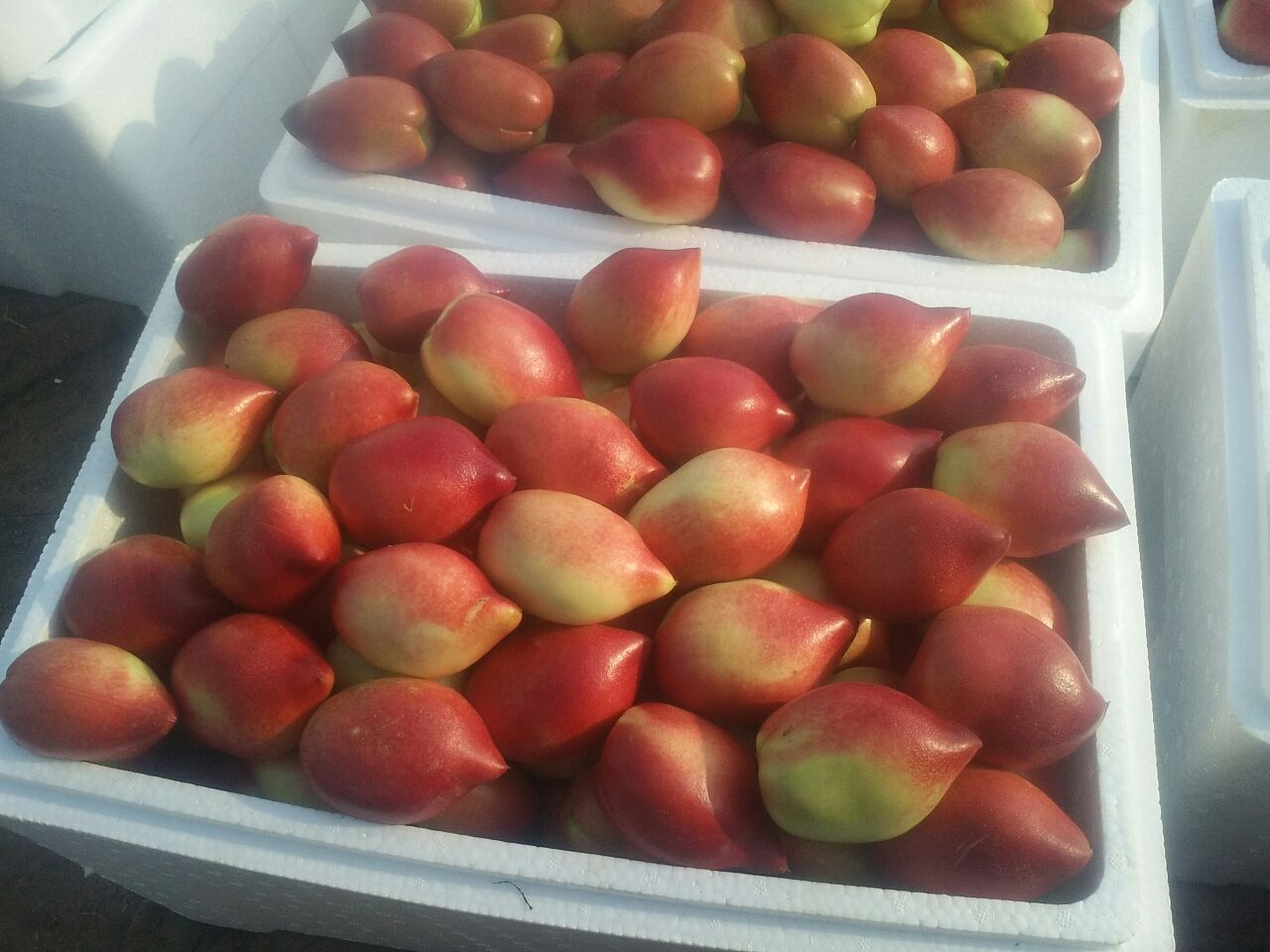 中油18号油桃果园实景图