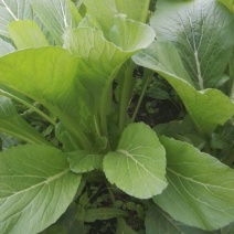 白菜苔20~30厘米