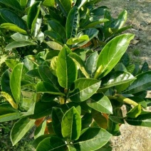 1号菠萝蜜苗稿接树