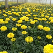 万寿菊盆花品质好价格优诚信合作价格美丽欢迎来电