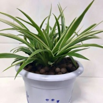吊兰30cm以下