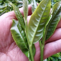 百年大树茶一级