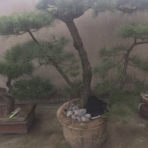 造型松
