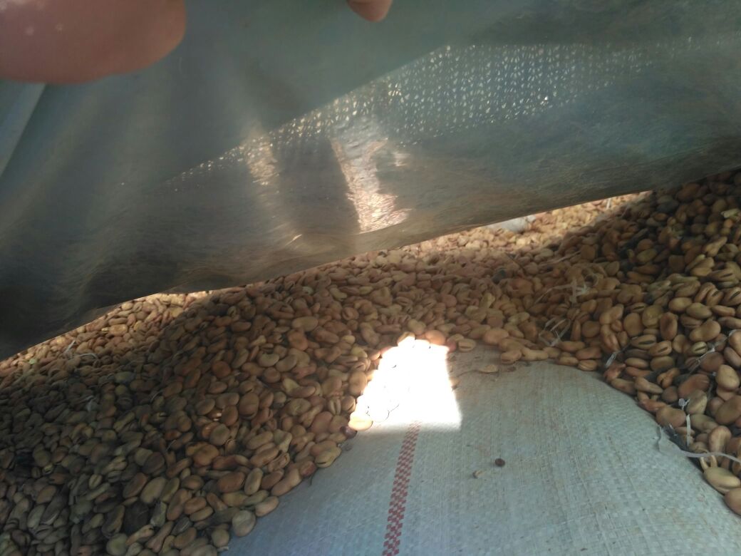 一名穿着防晒服的垂钓者蹲在湖岸边,手中拿着鱼竿,正在将一颗乳白色蚕豆穿在鱼钩上,旁边放置着装有发酵蚕豆的塑料盒和水桶,背景为平静水面与芦苇丛 垂钓者在湖边使用蚕豆挂钩钓鱼