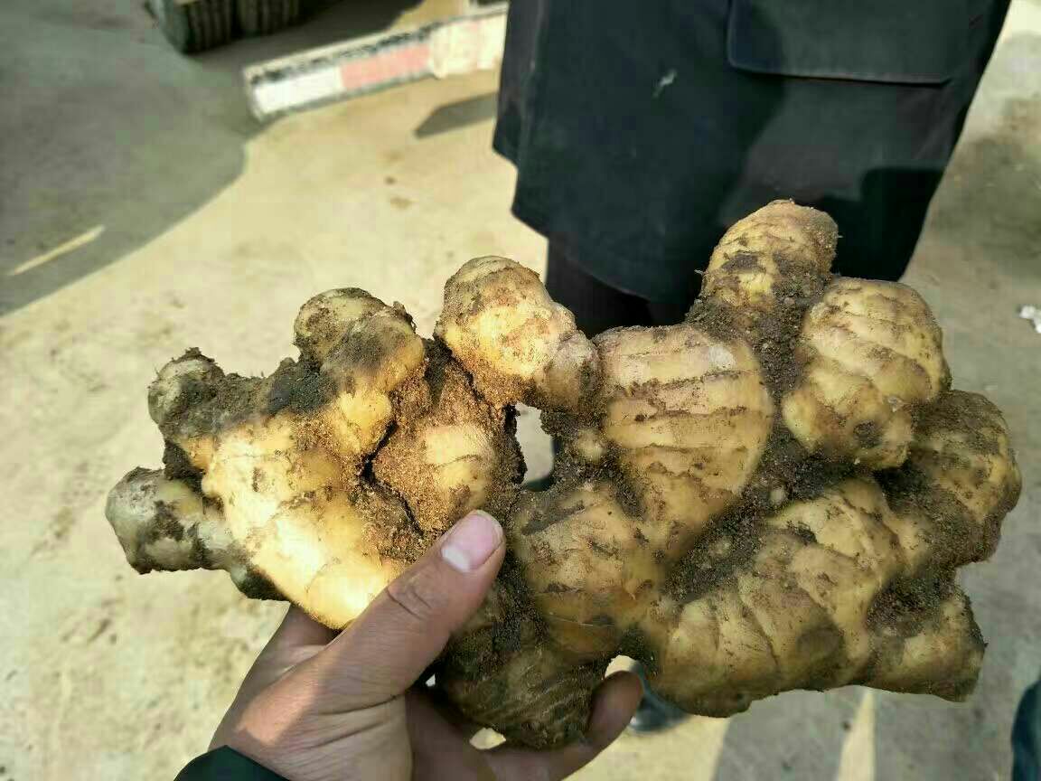 老姜母生长环境与采收过程图