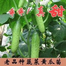 黄瓜种子
