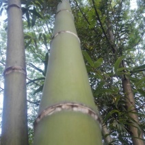 斑竹12~13m