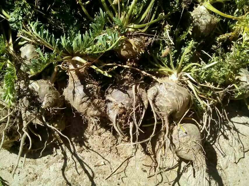 展示新鲜或干燥的黑玛卡根茎实物图,背景为安第斯山区或农田环境 黑玛卡根茎实物图