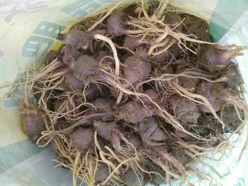 黑玛卡三种常见形态对比图:整根干根、精细研磨粉、植物胶囊,直观展示不同物理状态对储存稳定性的基础影响 黑玛卡三种常见形态对比图:左侧为整根干燥黑玛卡根(表皮呈深灰褐带紫晕,表面有细密环纹与须根痕);中部为细腻均匀的深褐色至紫黑色玛卡粉,置于白色陶瓷勺中,粉末蓬松有微光泽;右侧为椭圆形植物胶囊,外壳为浅米色,整齐排列于透明玻璃瓶内,瓶身印有“黑玛卡提取物”字样