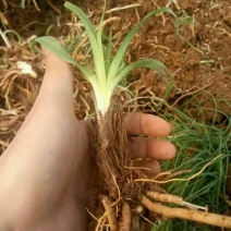 黄花菜种苗10~20cm