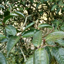 百年大树茶特级
