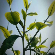 古树茶一级