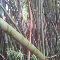 苦竹3~4m